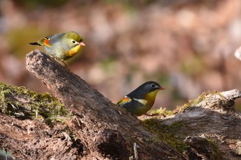 Red-billed Leiothrix Yanagisawa Pass Sun, 4/29/2018