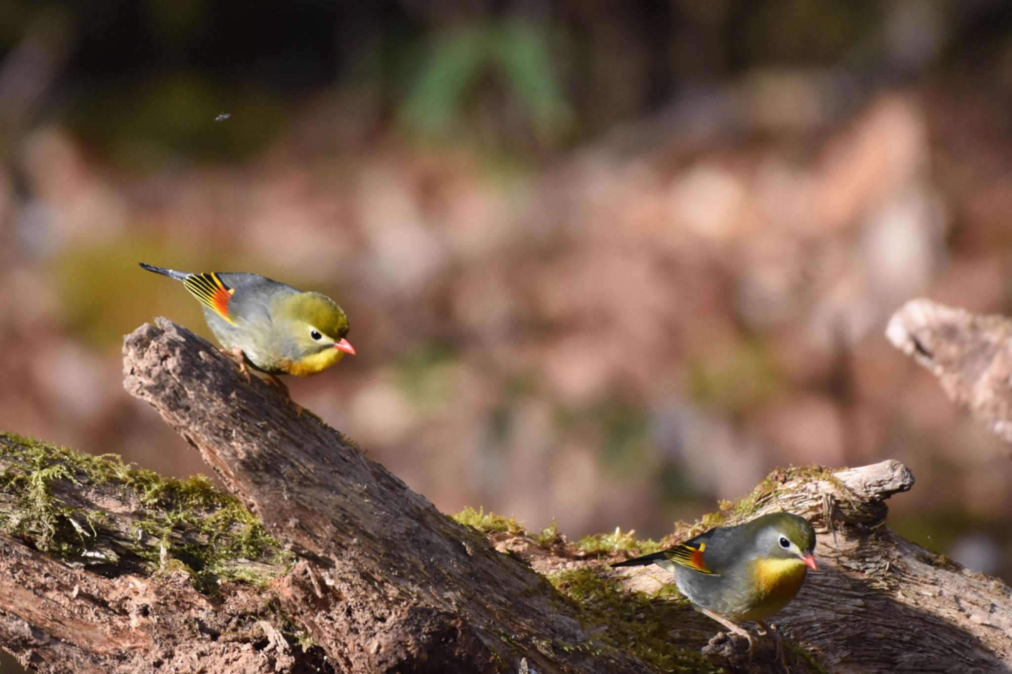 柳沢峠 ソウシチョウの写真 by Hofstadter2303