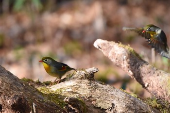 Red-billed Leiothrix Yanagisawa Pass Sun, 4/29/2018