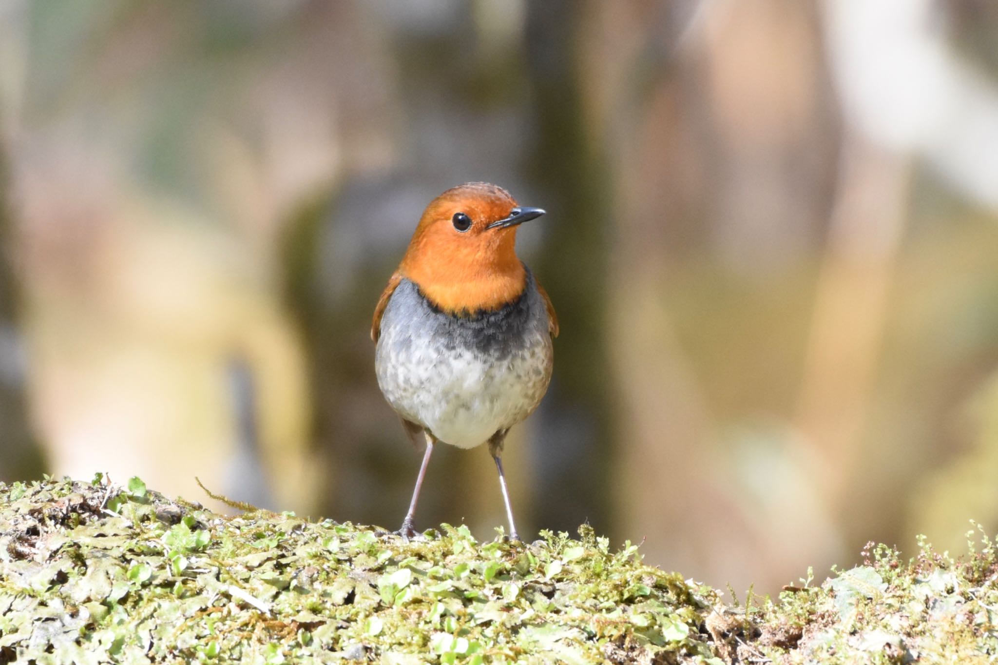 Photo of Japanese Robin at Yanagisawa Pass by Hofstadter2303