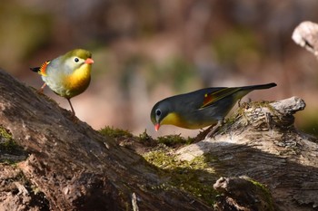 Red-billed Leiothrix Yanagisawa Pass Sun, 4/29/2018