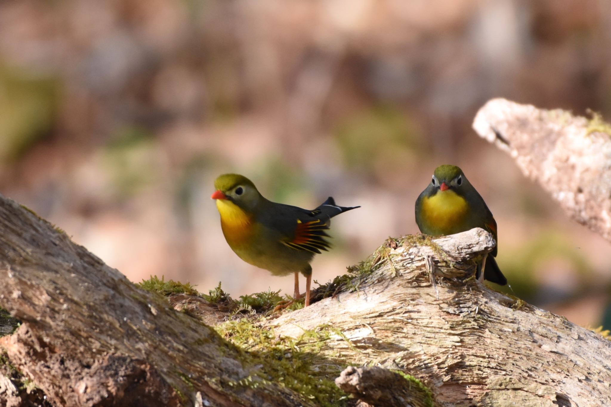 Photo of Red-billed Leiothrix at Yanagisawa Pass by Hofstadter2303