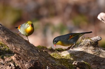 Red-billed Leiothrix Yanagisawa Pass Sun, 4/29/2018