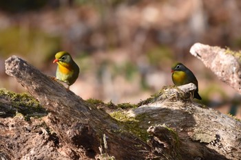 ソウシチョウ 柳沢峠 2018年4月29日(日)