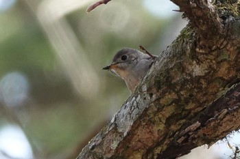 Sun, 4/29/2018 Birding report at Yanagisawa Pass