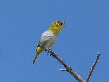 リュウキュウメジロ 与論 2019年5月6日(月)