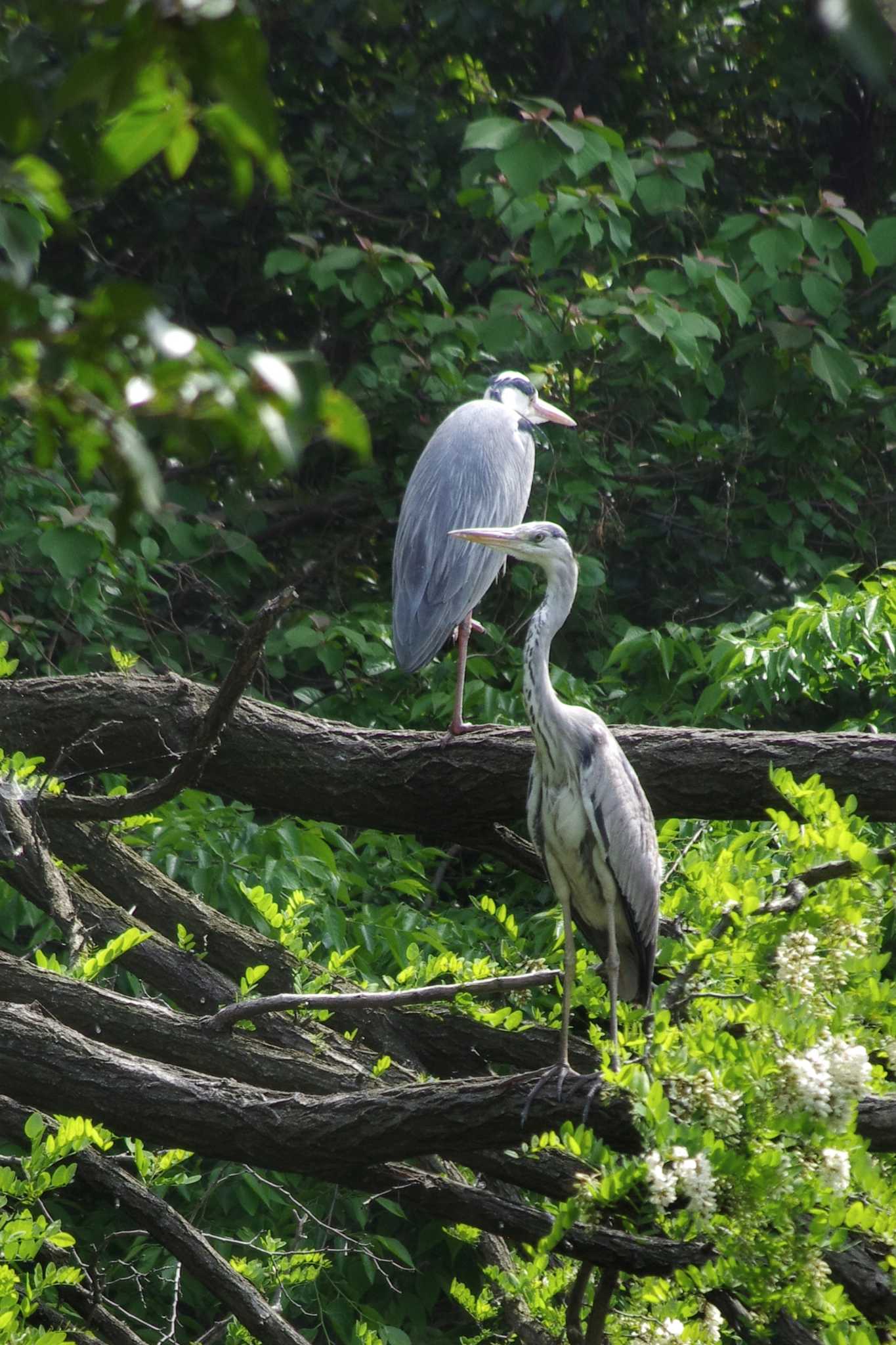 東京港野鳥公園 アオサギの写真 by zingo