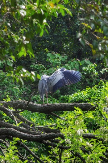 アオサギ 東京港野鳥公園 2019年5月3日(金)