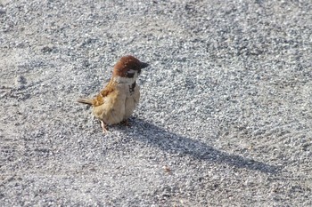 スズメ 東京港野鳥公園 2019年5月3日(金)