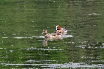 2019年5月3日(金) 東京港野鳥公園の野鳥観察記録