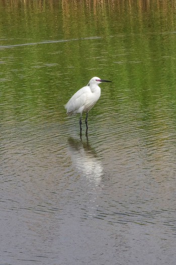 コサギ 東京港野鳥公園 2019年5月3日(金)