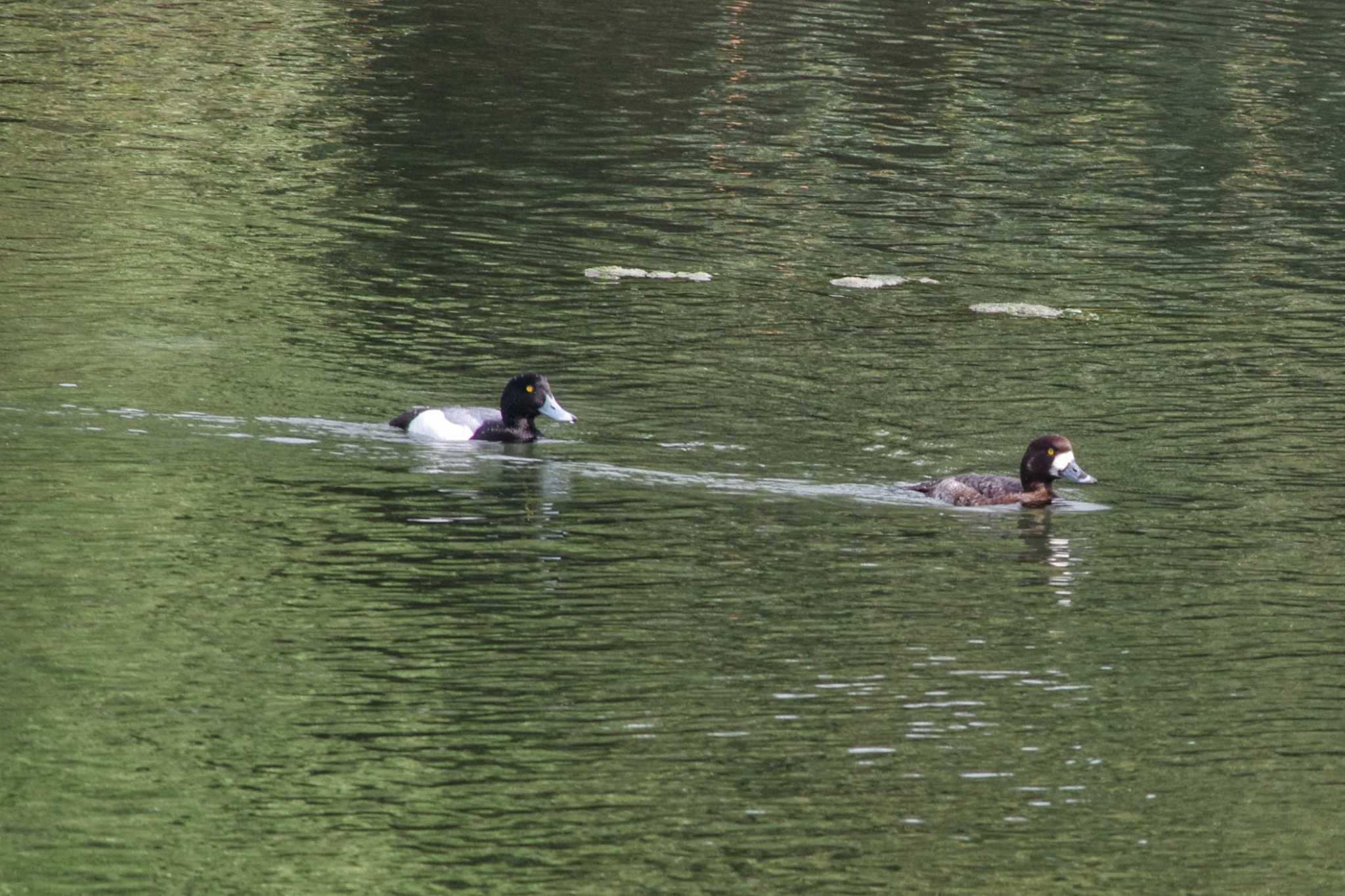 東京港野鳥公園 スズガモの写真 by zingo