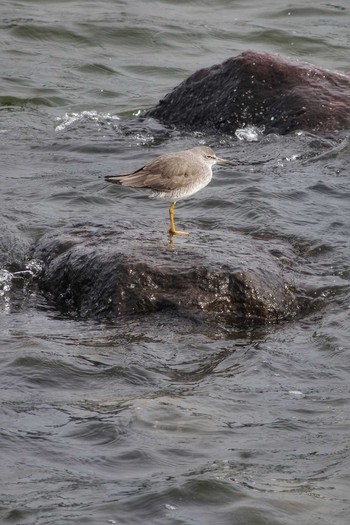 Grey-tailed Tattler Tokyo Port Wild Bird Park Fri, 5/3/2019