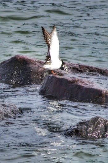 Ruddy Turnstone Tokyo Port Wild Bird Park Fri, 5/3/2019