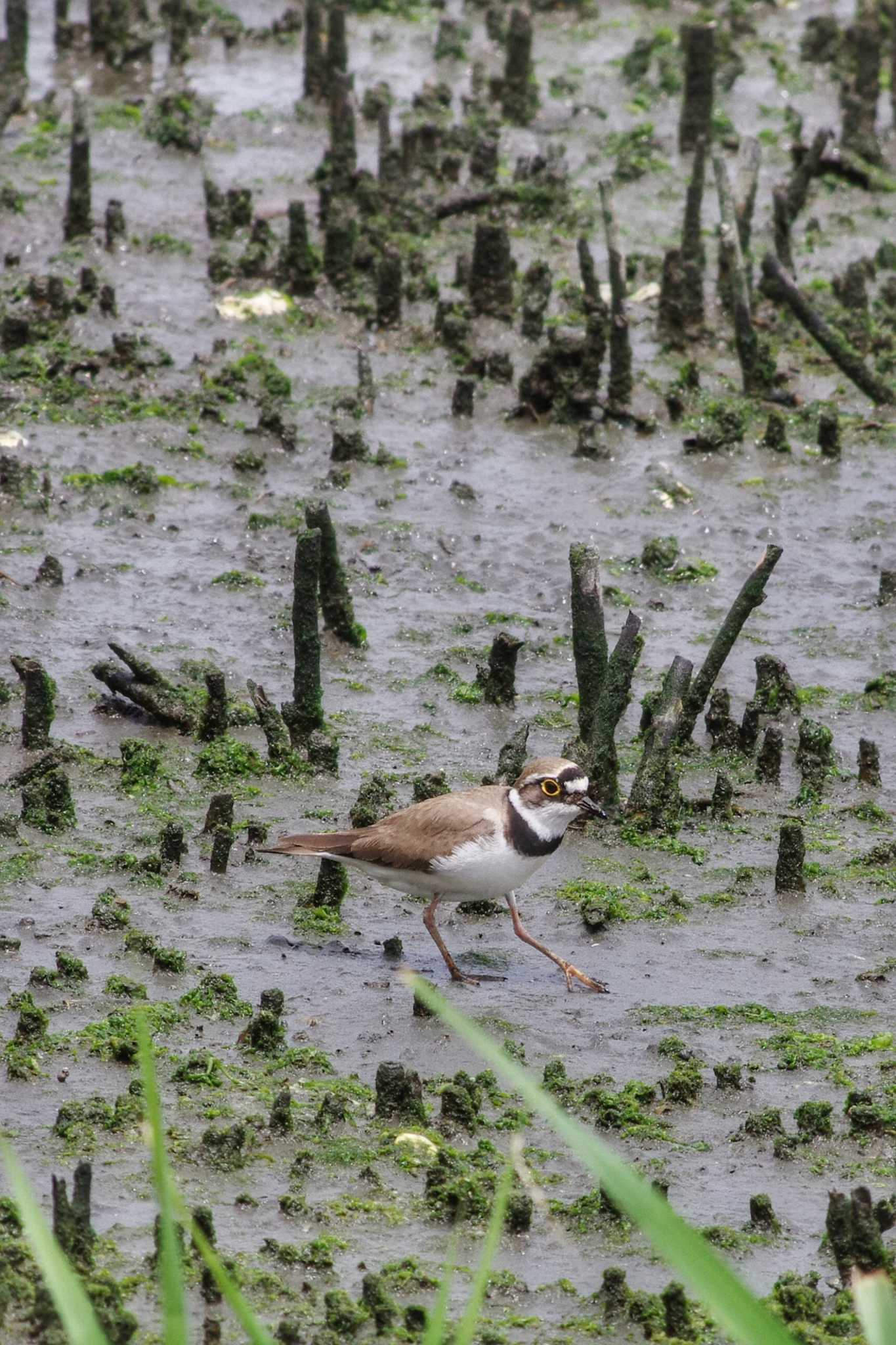 東京港野鳥公園 コチドリの写真 by zingo