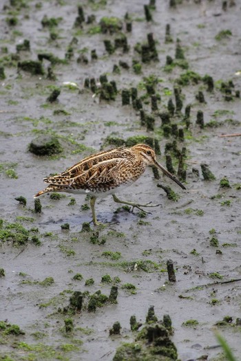 タシギ 東京港野鳥公園 2019年5月3日(金)