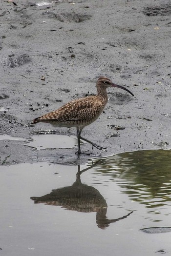 Eurasian Whimbrel Tokyo Port Wild Bird Park Fri, 5/3/2019