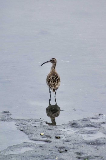 チュウシャクシギ 東京港野鳥公園 2019年5月3日(金)