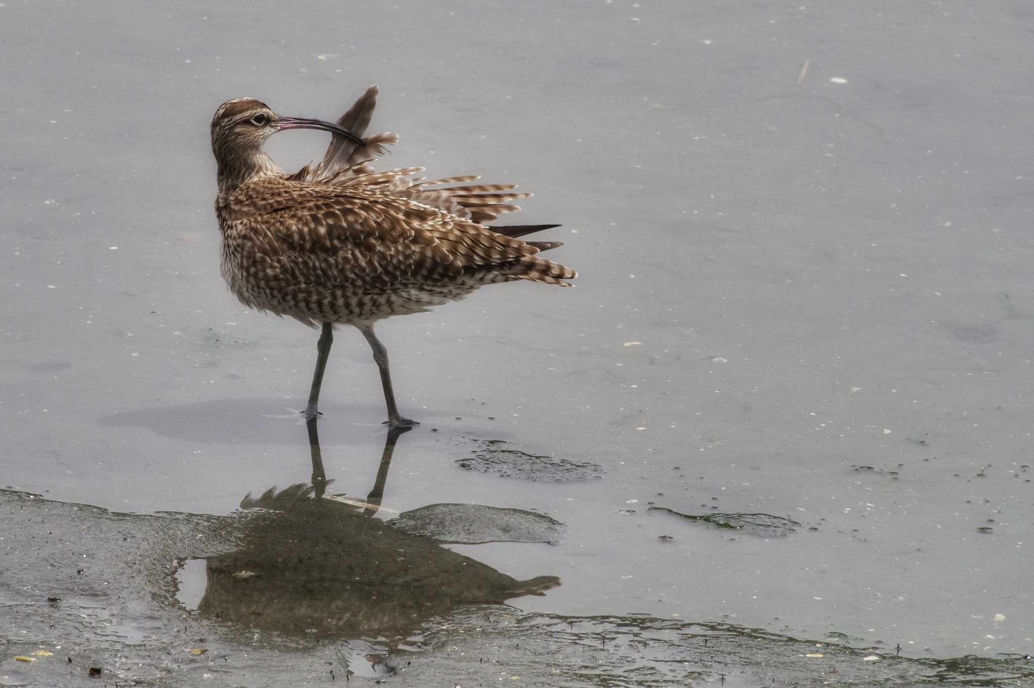 Photo of Eurasian Whimbrel at Tokyo Port Wild Bird Park by zingo