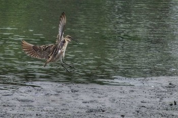 Eurasian Whimbrel Tokyo Port Wild Bird Park Fri, 5/3/2019