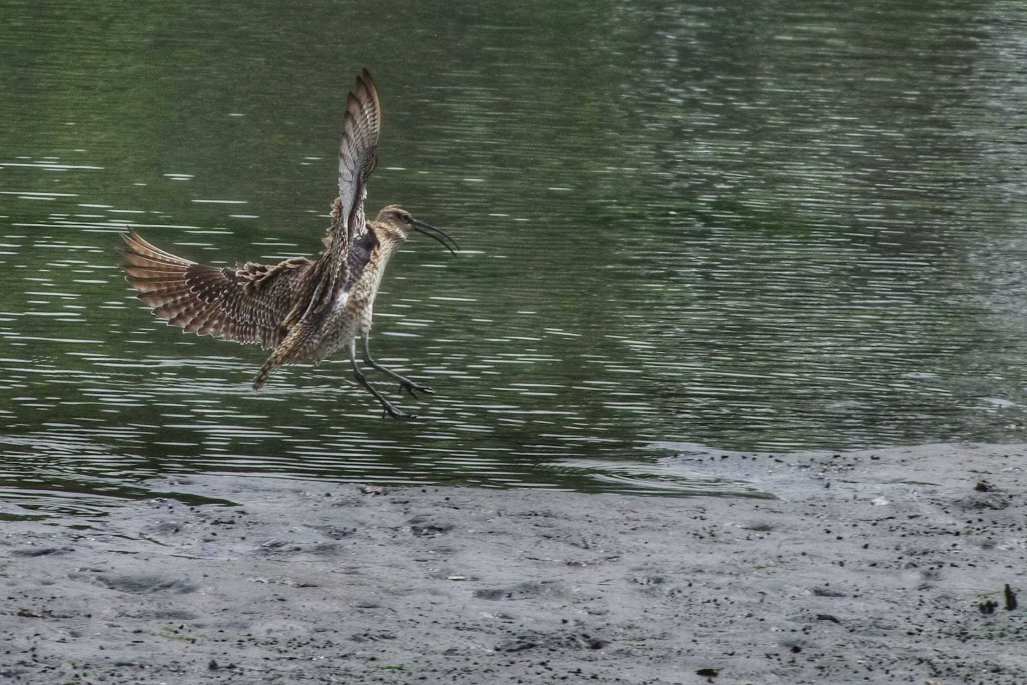 東京港野鳥公園 チュウシャクシギの写真 by zingo