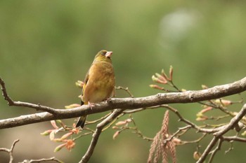 2019年5月6日(月) 北海道 函館市 見晴公園の野鳥観察記録