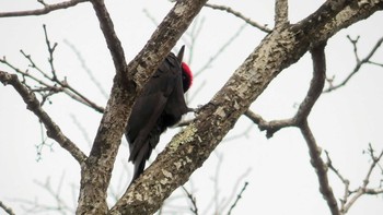 Black Woodpecker Tomakomai Experimental Forest Mon, 5/6/2019