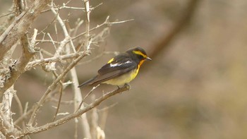 2019年5月6日(月) 北大研究林(北海道大学苫小牧研究林)の野鳥観察記録