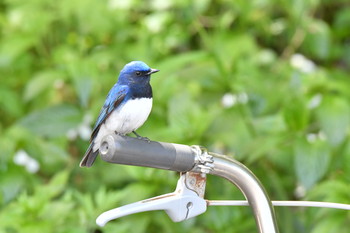 Blue-and-white Flycatcher Awashima Island Mon, 4/29/2019