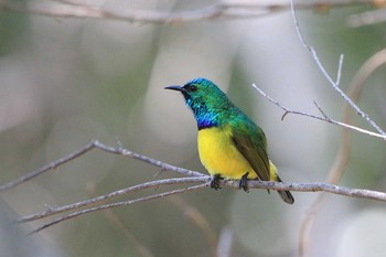 Collared Sunbird Kapama Private Game Reserve (South Africa) Sat, 4/27/2019