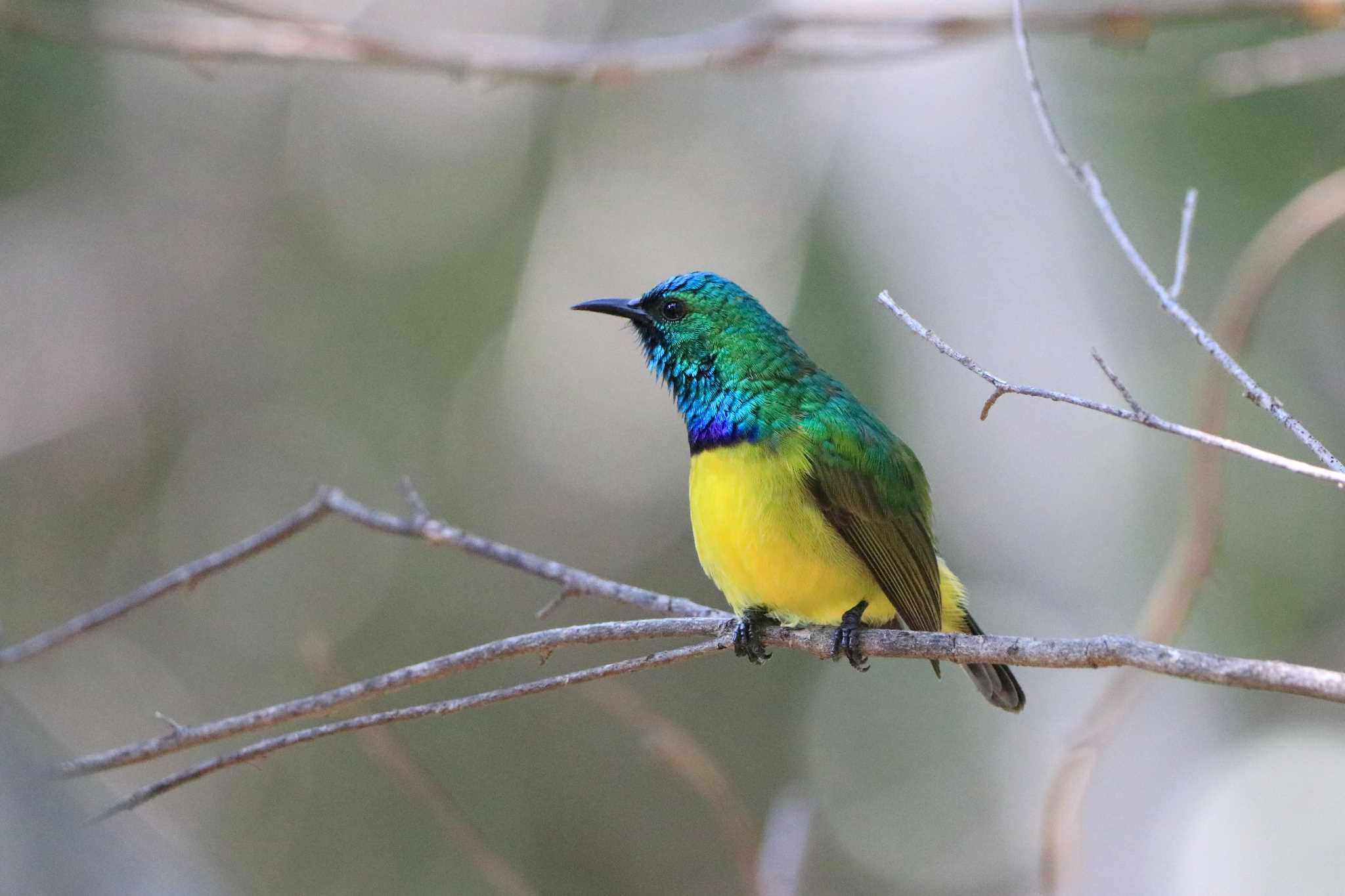 Photo of Collared Sunbird at Kapama Private Game Reserve (South Africa) by とみやん