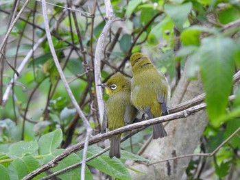 Warbling White-eye 巴川 Mon, 5/6/2019