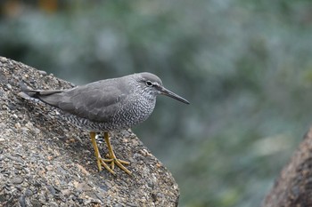 2019年5月6日(月) 千葉県浦安市の野鳥観察記録