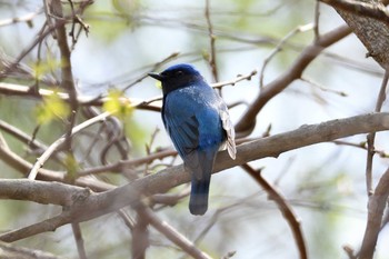 Blue-and-white Flycatcher 千歳市 Mon, 5/6/2019