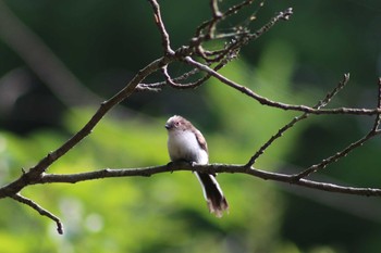 エナガ 大和市泉ノ森 2019年5月6日(月)