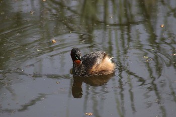 カイツブリ 大和市泉ノ森 2019年5月6日(月)