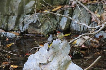 2019年5月5日(日) 大阪の野鳥観察記録