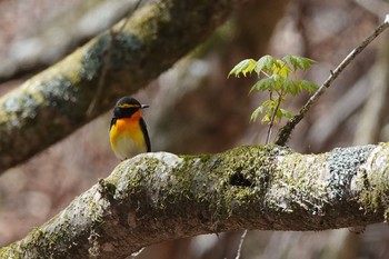 キビタキ 柳沢峠 2018年4月29日(日)