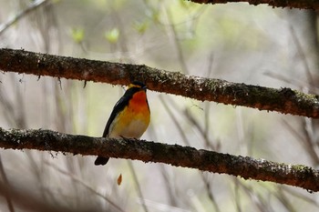 キビタキ 柳沢峠 2018年4月29日(日)