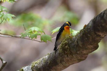 キビタキ 柳沢峠 2018年4月29日(日)