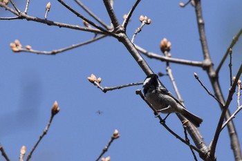 ヒガラ 柳沢峠 2018年4月29日(日)