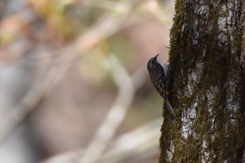 キバシリ 柳沢峠 2018年4月29日(日)