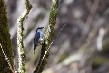 ゴジュウカラ 柳沢峠 2018年4月29日(日)