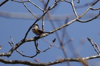 エナガ 柳沢峠 2018年4月29日(日)