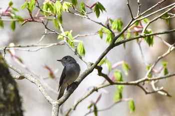 コサメビタキ 柳沢峠 2018年4月29日(日)