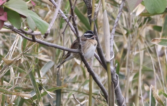 Photo of Tristram's Bunting at  by 1t（改）