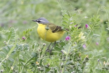 Eastern Yellow Wagtail(simillima) Unknown Spots Sun, 4/28/2019