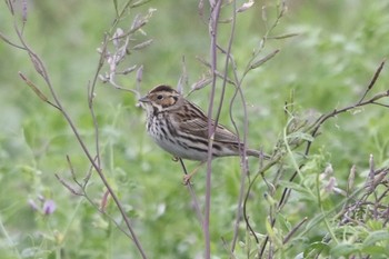 Little Bunting Unknown Spots Mon, 4/29/2019