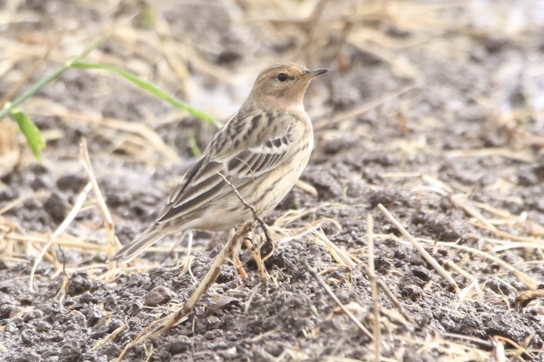 Photo of Red-throated Pipit at  by 1t（改）