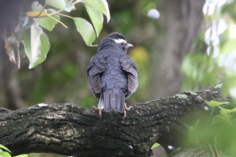 Photo of Siberian Thrush at  by 1t（改）